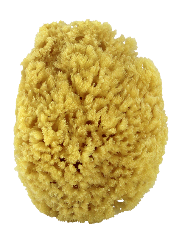 Natural Sea Sponge. Yellow Sponge 4"- 4.5".