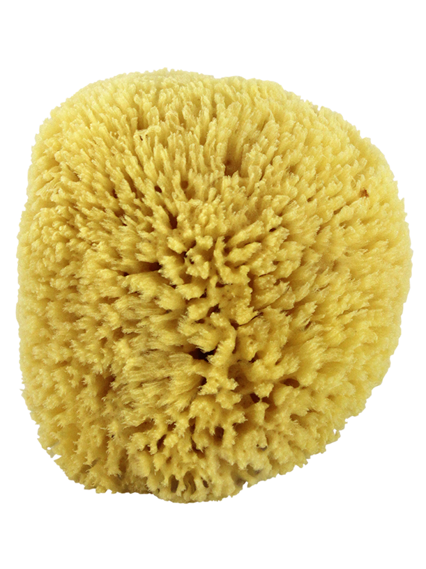 Natural Sea Sponge. Yellow Sponge 5"-6".
