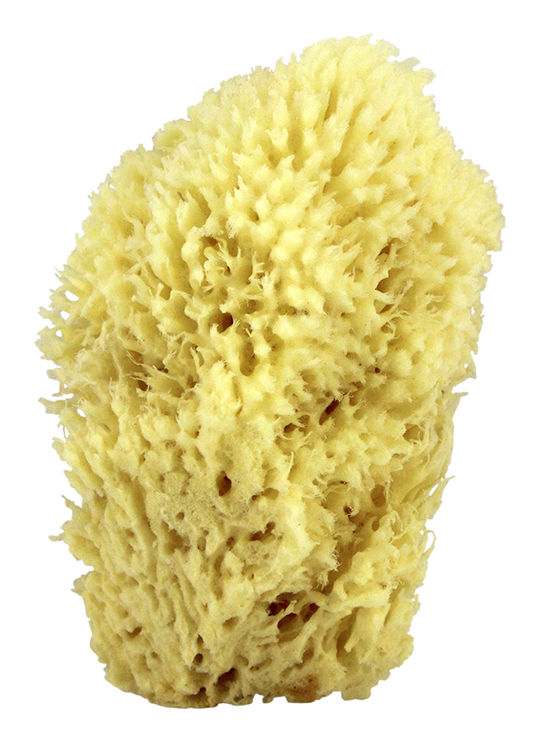 Sea Wool Natural Bath Sponge 6"