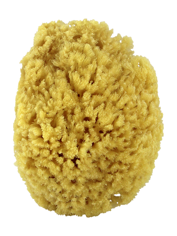 Yellow sponge online