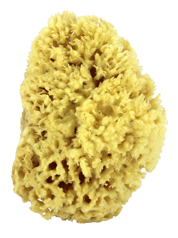 Sea Wool Natural Bath Sponge 5"