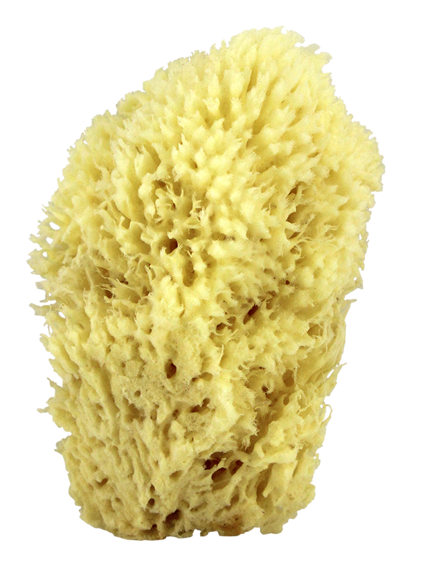 Sea Wool Natural Bath Sponge 5