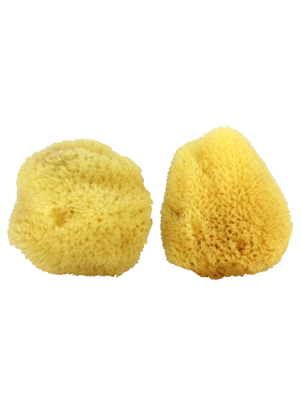 Surprising Benefits of Using Natural Sea Sponges